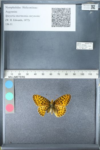 Media type: image;   Entomology 152589